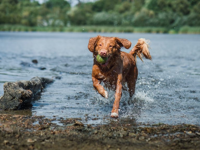 Read more about the article Listening skills.  How to free your inner dog.